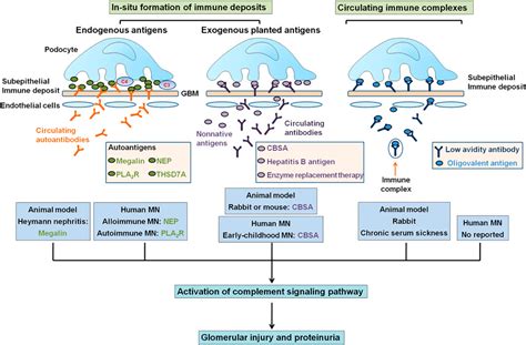 Membranous nephropathy: new pathogenic mechanisms and .